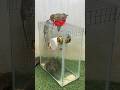 Best mouse trap idea/good rat trap at home #rattrap #mousetrap #rat #shor