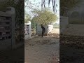 #cricket