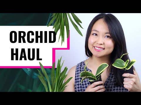 Orchid Haul / Plant Unboxing - Orchids By Hausermann FINALLY!