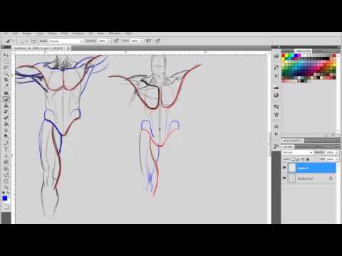 draw with jazza easy anatomy скачать