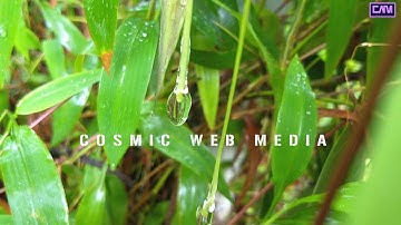 cosmic web media