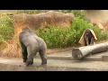 シャバーニのイクメンな日々⑩ father(Shabbani) and son(Kiyomasa) play