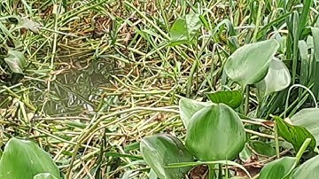 Đi câu ở Bình Phong Thạnh huyện Mộc Hóa mới - Tập 49