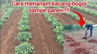Download Lagu Cara menanam kacang bogor.kacang kapri.#kacangbogor #kacangtanah MP3