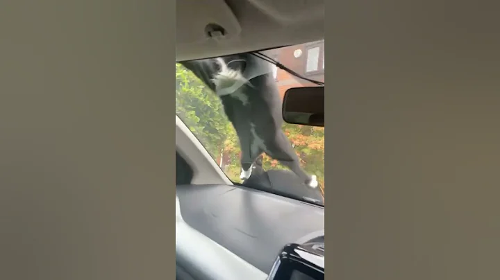 Watch the video about Let's have fun #cat #kitty #kitten