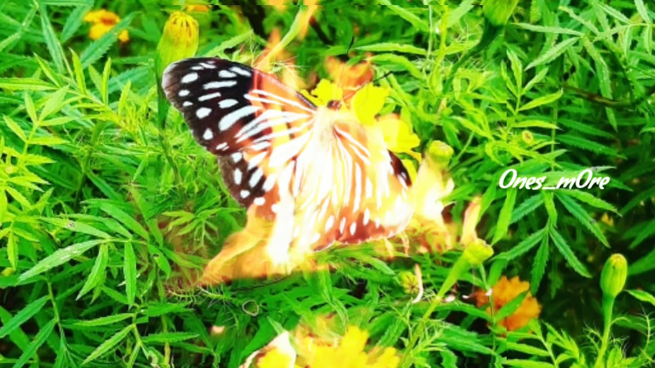 Butterfly ringtone jass manak new song ringtone butterfly song