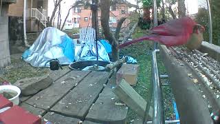 Secrets Of Millie Bobby Browns Beloved Birds