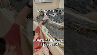 Camarasaurus Femur? ! Fossil of the Week 52 #fossil #science #paleontology #shorts #museum