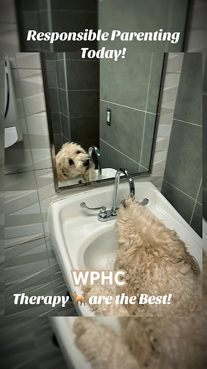 My doodle life be like…Therapy Dogs. #dog #therapy #life #happy #work