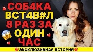 картинка: Мой пес может сделать то, что мой муж не способен сделать во время...