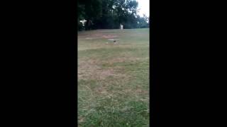 Raptor 30 with .50 O.S. Engine,,,4 Blade Head First Test Hover!