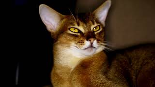 Abyssinian Cats - Beautiful Abyssinian cats Videos Compilation #13 | Spark of Nature by Spark of Nature 40 views 2 years ago 5 minutes, 28 seconds