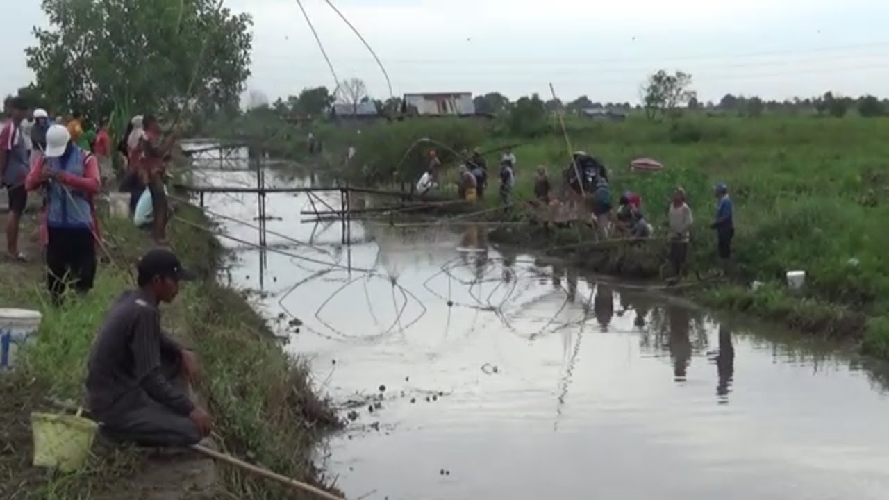 ✅ Mahancau Sakampungan Rami Pada Pasar ⏩ Satu Kampung Menangkap Ikan Tradisional