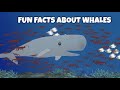 Fun Facts About Whales 🐳 Ocean Adventure Educational Video for Kids