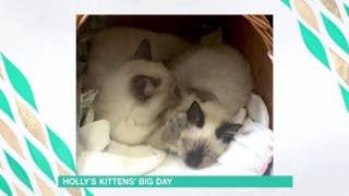 Holly's Kitten Is Cured! | This Morning