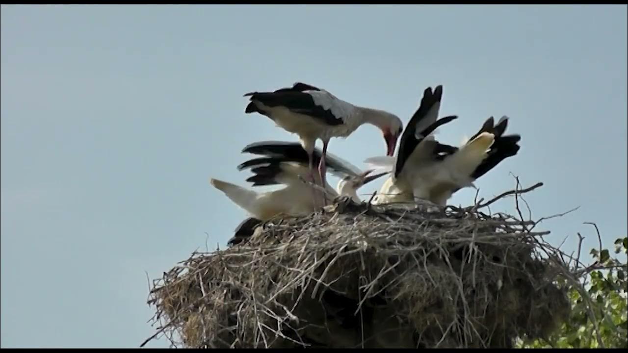 Аисты - YouTube