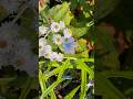 Visit National Parks!!!! #mtrainier #nationalpark #travel #gardening #pollinators