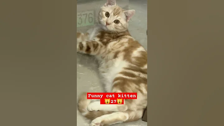 Watch the video about Funny cat and kitten moment 27. #funnycat #cat #funnykittens #catlover #kucinglucu #hewanlucu