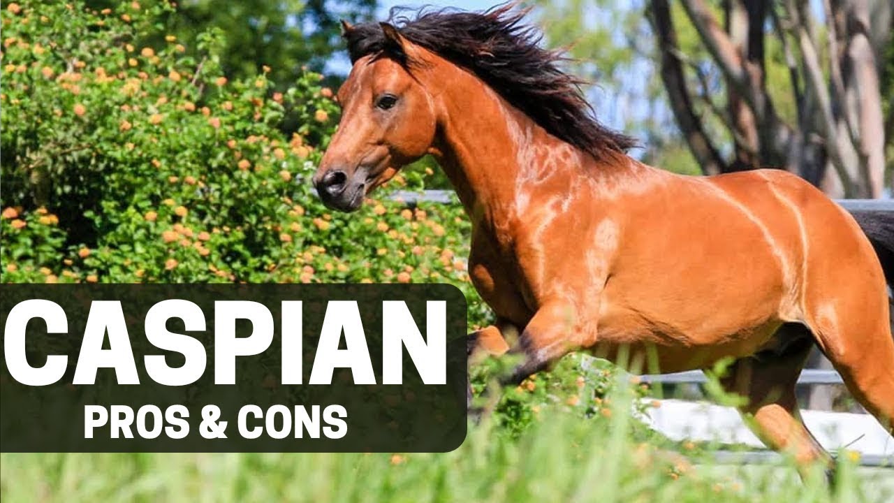 Плюсы и минусы каспийской лошади - Преимущества и недостатки каспийской лошади