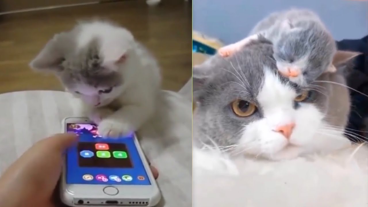 CATS will make you laugh hard - cute and funny cat compilation - YouTube