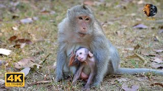 Download Lagu Strength Rediscovered: ELSA's Appreciative Care for Her Children MP3