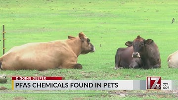 PFAS chemicals found in pets