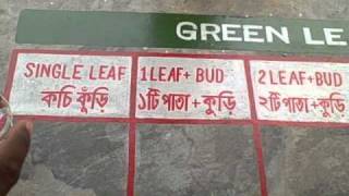 Green Leaf Analysis Grid