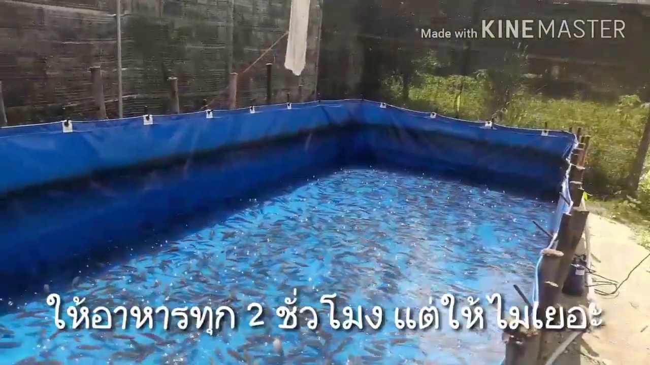 เลี้ยงปลาหมอพันธุ์ชุมพร1 เลี้ยงในบ่อผ้าใบ EP-3(เดือนที่2)ฟาร์มคุณแอ๊ะ ต.พรุพรี อ.นาสาร จ.สุราษฎร์