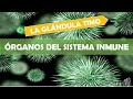 LA GLÁNDULA TIMO - ÓRGANOS DEL SISTEMA INMUNE