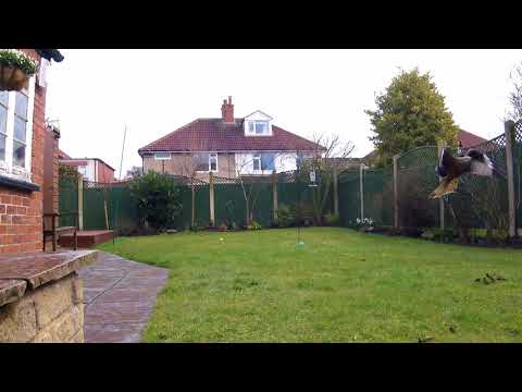 Red Kites in the Garden