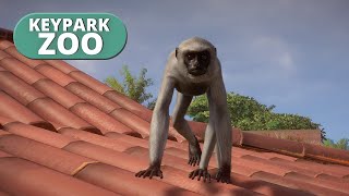Making a habitat for Hanuman Langur! | Keypark Zoo Live