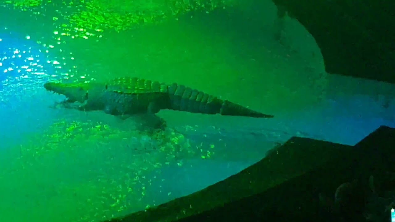 Great Yarmouth Hippodrome Circus PT8