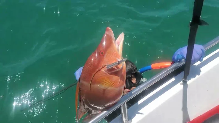 Hogfish! Ryon nailed a nice one