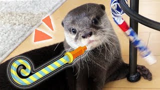 カワウソ コタロー　ピューと吹く！ピロピロ笛で遊ぶ　Kotaro the Otter Playing with Party Horn