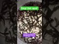singi fish seed Naihati rajendrapur market 2026 new video #naihati #fishmarket