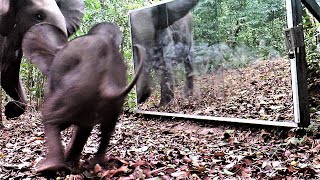 Family Of Elephants Is Frightened By Their Reflection In A Mirror And Rushes To Protect The Baby