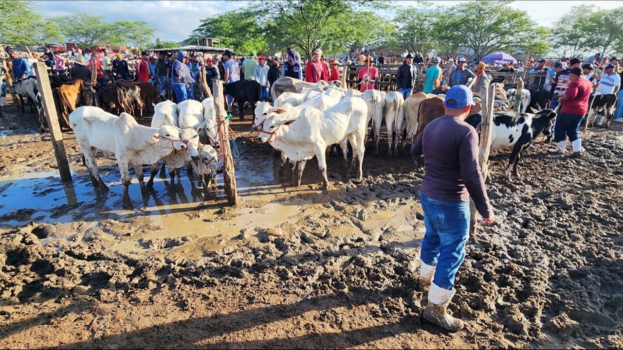 FEIRA DO GADO EM CACHOEIRINHA-PE  05-03-2026 #nordeste