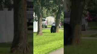 Southington senior center has unexpected visitor
The Southington Calendar Senior Center had a surprise visitor in a video post to Facebook on Thursday.
The senior centers afternoon activities — like party bridge and indoor corn hole — were in full swing when a bear was caught on camera, roaming patches of green at a leisurely pace just off Pleasant Street.
Read more here: https://www.ctinsider.com/recordjournal/article/southington-calendar-senior-center-bear-sighting-22407644.php
#Bears #Connecticut #CT
FIND US ELSEWHERE:
Website: https://www.ctinsider.com
Newsletters: https://www.ctinsider.com/newsletters
Facebook: https://www.facebook.com/InsiderCT
Instagram: https://www.instagram.com/insider_ct Southington senior center has unexpected visitor
