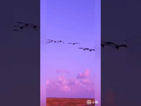 翻唱（一曲紅塵）