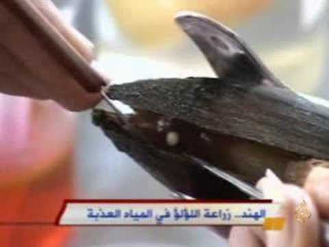 الهند زراعة اللؤلؤ في المياه العذبة