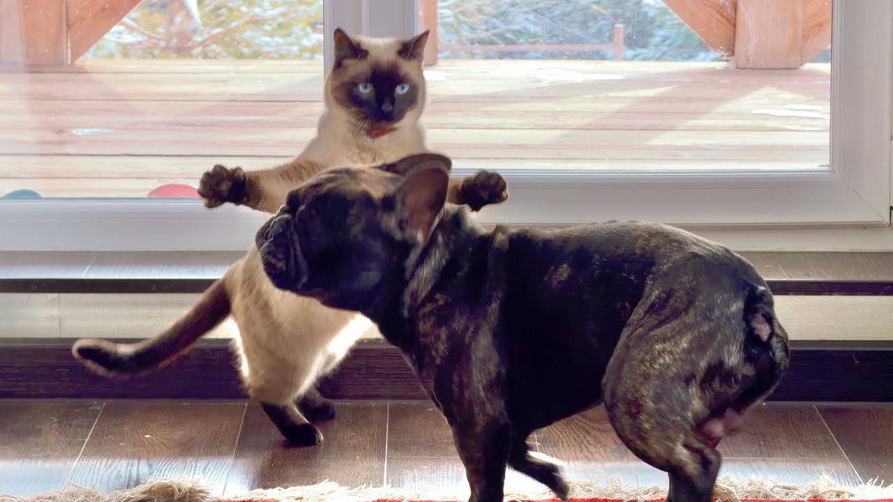 The Epic Battle: French Bulldog vs. Siamese Cat