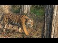 Tiger Tank Male, Kabini - Part 1