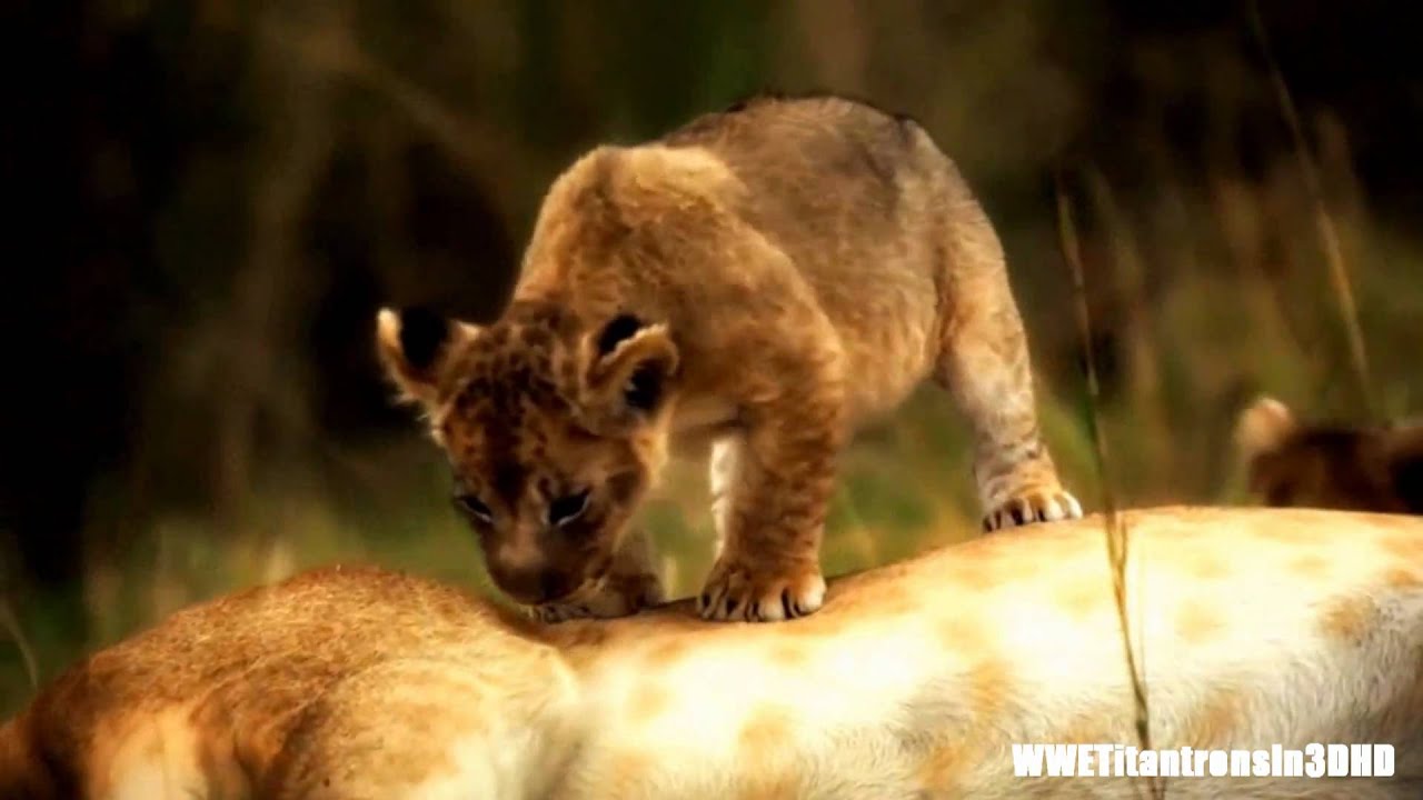 Cause An Uproar! - ●Big Cats● llHDll