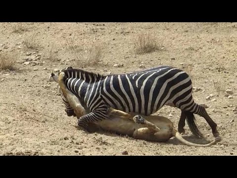 LION VS. ZEBRA, Real Fight | Craziest Fight of Wild Animals Part-5 #shorts #wild_adventures