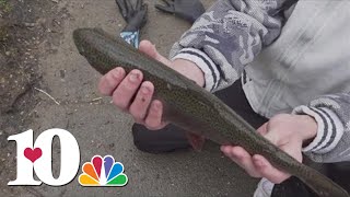Famous TWRA refills trout in Fountain City Lake as part of annual stocking program Profile