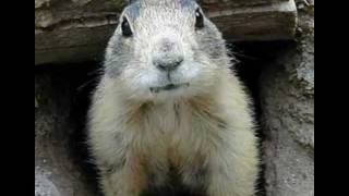 Saving The Prairie Dogs