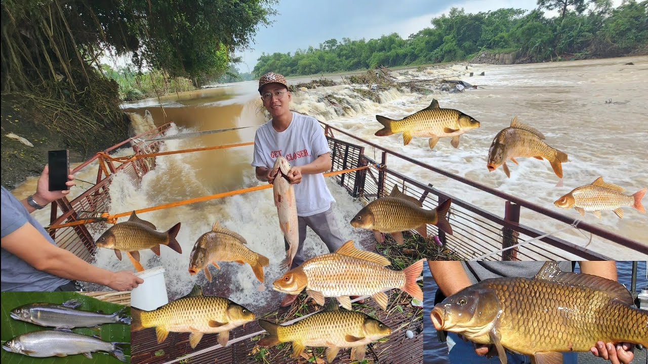 (Tập 3) Trực tiếp bắt Cá mùa Lũ trúng ổ cá khủng trên Sa cá. Hoàng Hiền