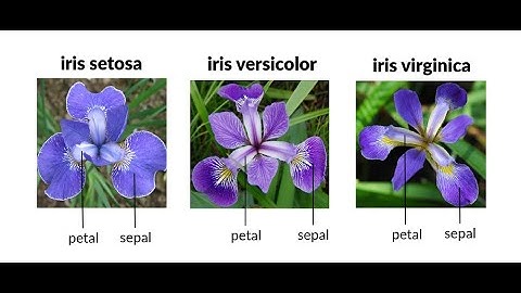 Iris Flower Classification -Decision Tree Algorithm #internship #sparks_foundation #codeandcombat