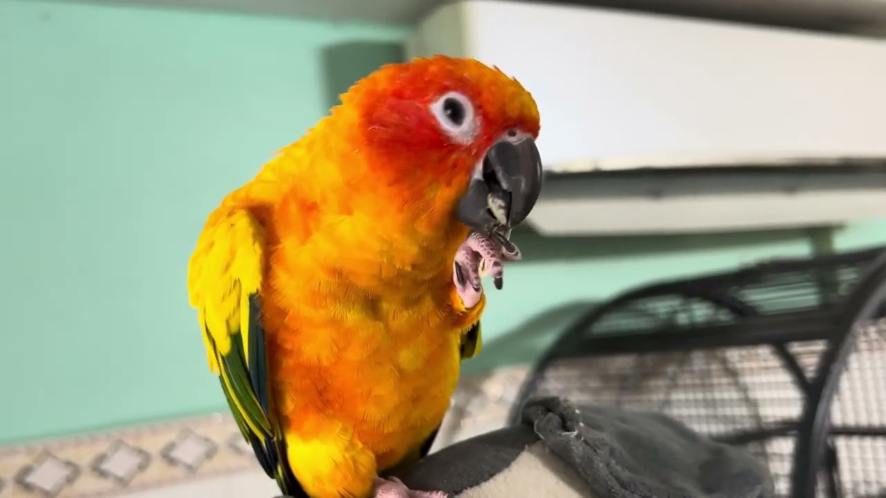 Best food for Sun Conure is sunflower seeds 