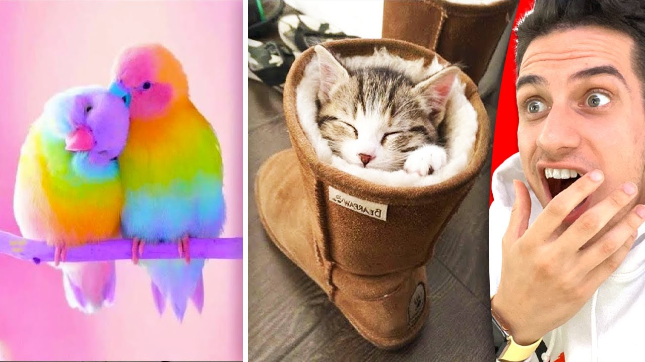Funniest Cute TIKTOK PET Compilation! (TRY NOT TO LAUGH Challenge)